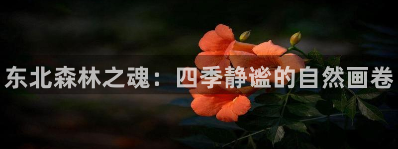新宝gg论坛