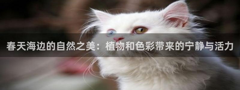 新宝GG创业奇迹