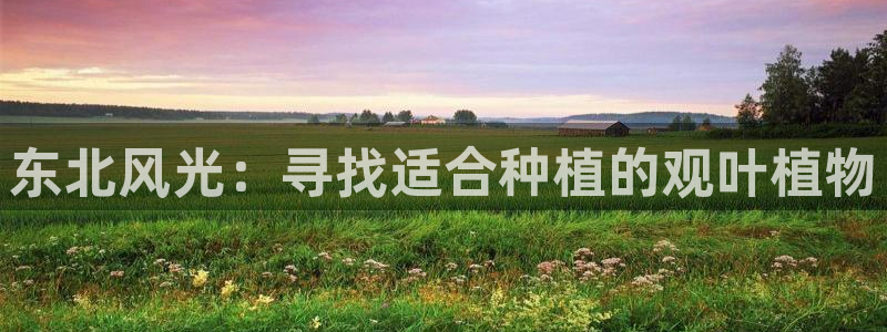 新宝GG反点