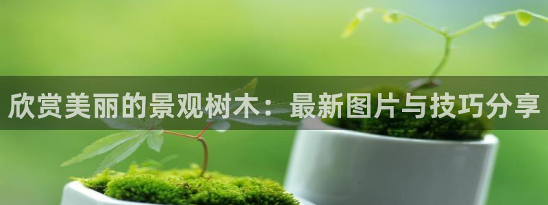 新宝gg公司