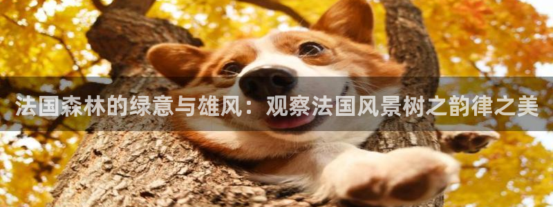 新宝gg 创：法国森林的绿意与雄风：观察法国风景树之韵律之美