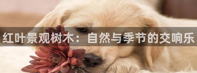 新宝gg吧