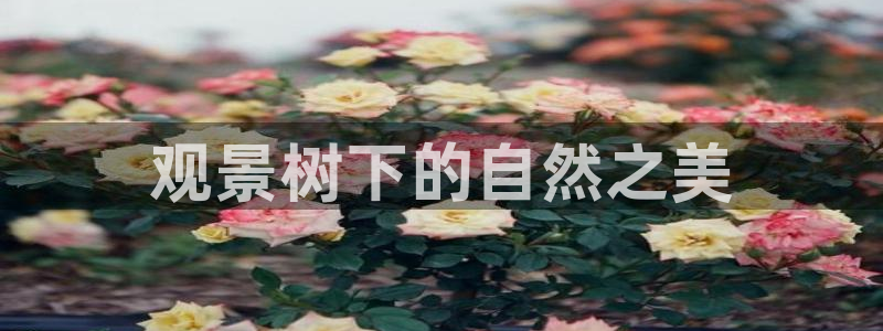 新宝gg赞颂63390