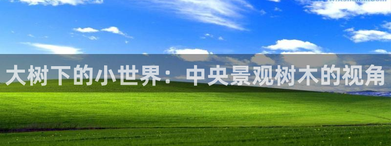 新宝gg与新宝5