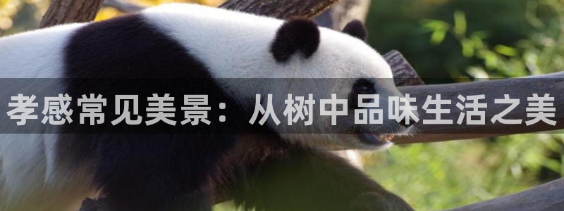 广东新宝电器gg