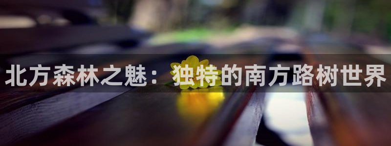新宝gg直