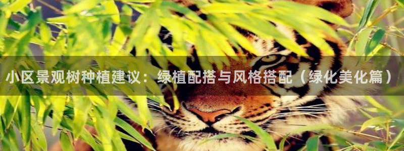 新宝gg手机