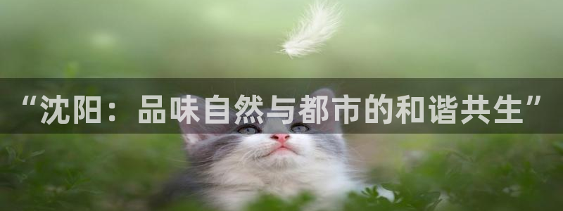 新宝gg线长