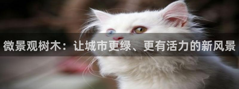 新宝GG于六七五一38