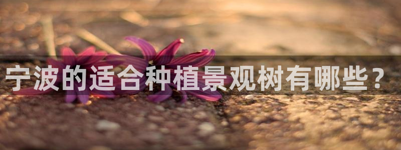 新宝gg体彩