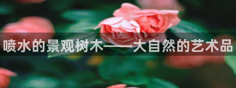 新宝gg   创造奇迹