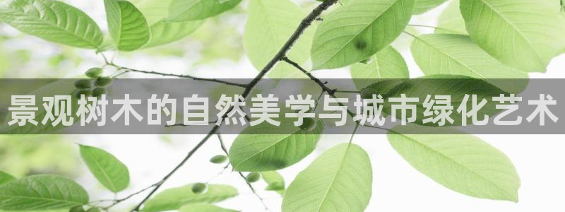新宝GG主管41333