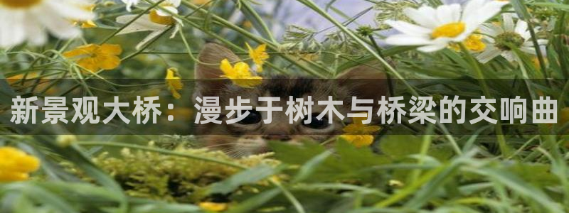 新宝gg招商致胜团队